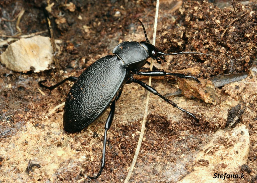 Femmina di Carabus coriaceus